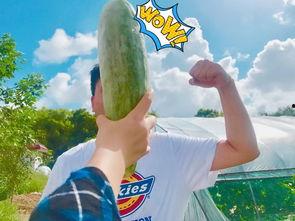 英语老师网红吃瓜